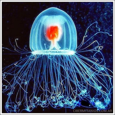 jellyfish immortal